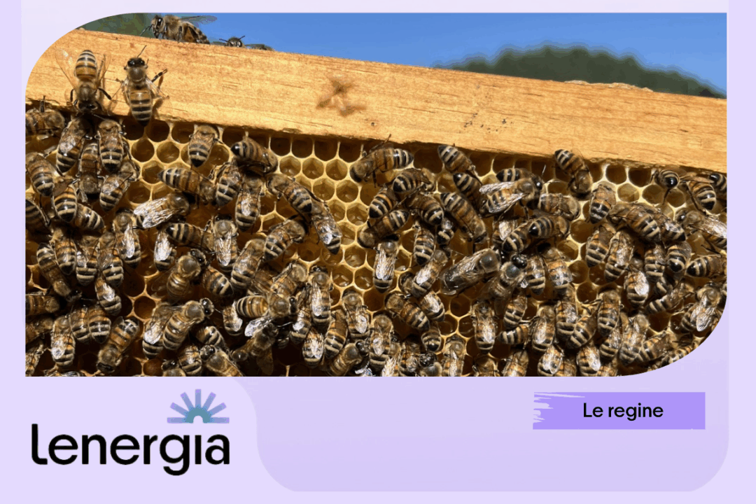 Alveari_Lenergia